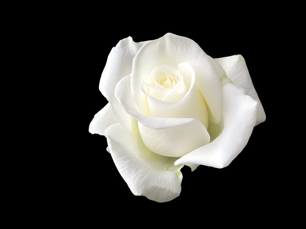 white rose for mourners